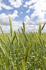 Image showing Green ears of rye