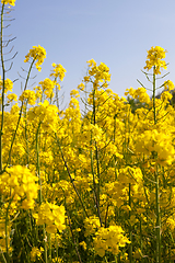 Image showing Yellow blossoming rape