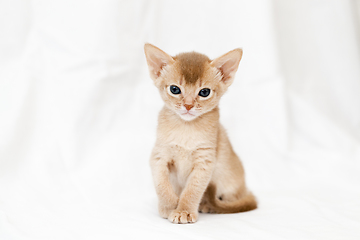 Image showing one abyssinian kitten