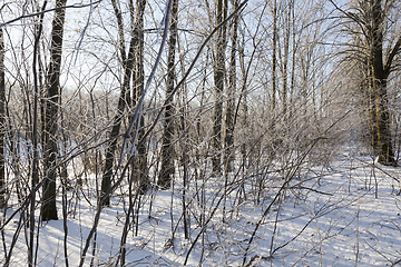 Image showing Snow in winter forest