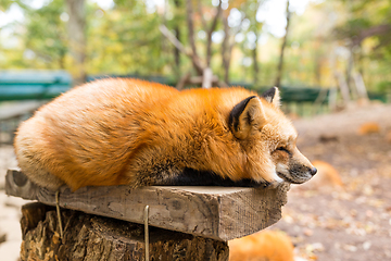 Image showing Sleepy red fox