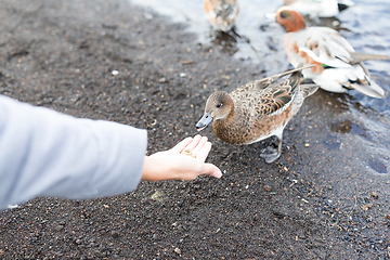 Image showing Feeding duck