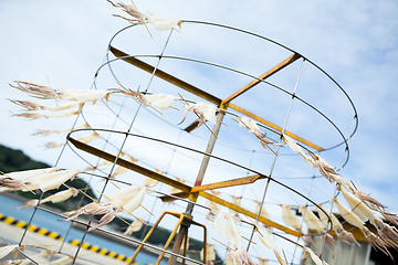 Image showing Squid drying on stand