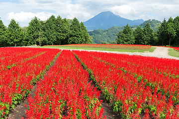 Image showing Salvia farm and mountain