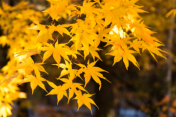 Image showing Maple tree in yellow