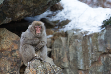 Image showing Monkey at winter