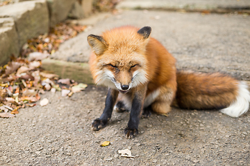 Image showing Fox sitting on the ground