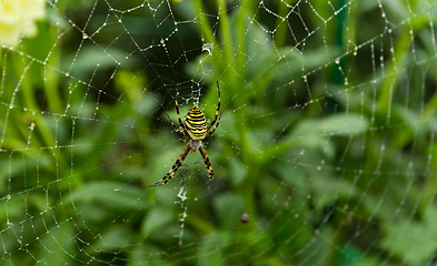 Image showing Spider 