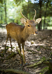 Image showing Roe deer