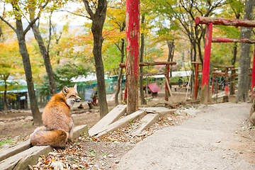 Image showing Red fox with japanese torri