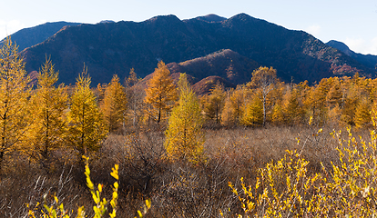 Image showing Golden field of Senjogahara