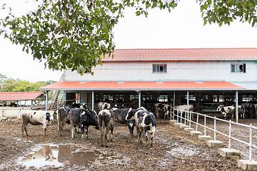 Image showing Dairy cows in a farm
