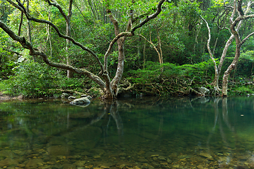 Image showing Forest and pond