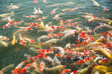 Image showing Koi fish