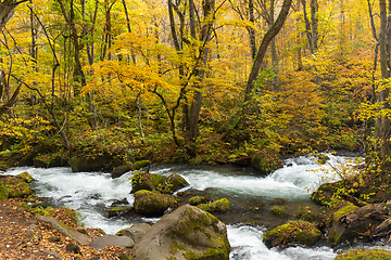 Image showing Oirase Stream in autumn