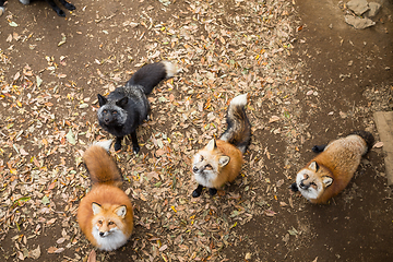 Image showing Group of fox looking for food