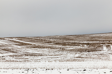 Image showing snow covered straw stubble