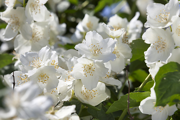 Image showing White jasmine flowers