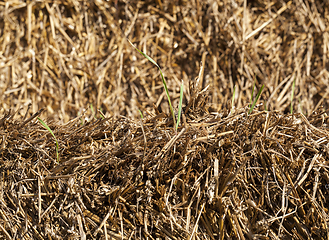 Image showing yellow straw and green sprout