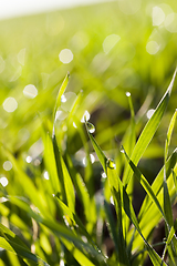 Image showing Fresh grass with dew