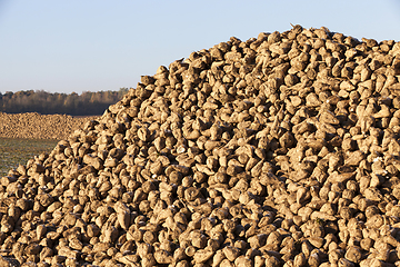 Image showing beet crop