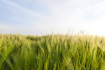 Image showing Field with barley green sky