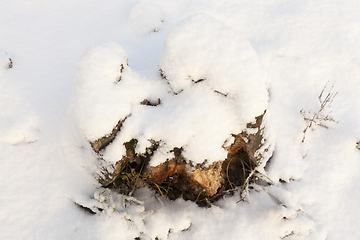 Image showing firewood piles in spring birch forest