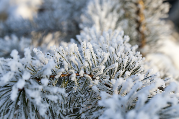 Image showing Trees under frost pine branches