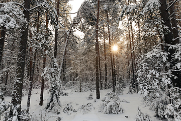 Image showing Winter forest