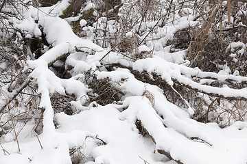 Image showing Snow drifts in winter tree