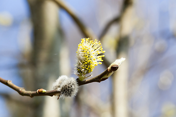 Image showing Blossoming pussy-willow