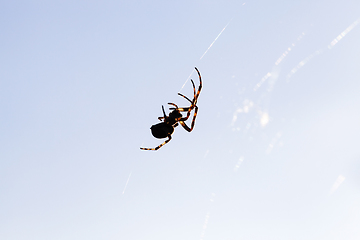 Image showing Silhouette of a spider