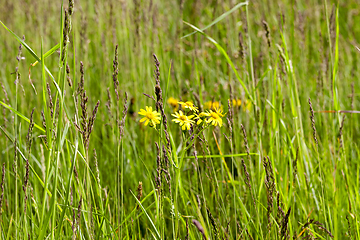 Image showing meadow yellow flower grass