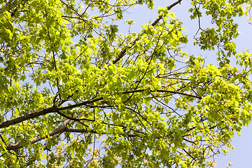 Image showing maple tree spring leaves