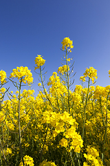 Image showing yellow rapeseed field