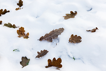 Image showing Winter season