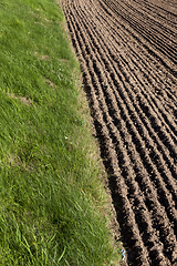 Image showing cereal field