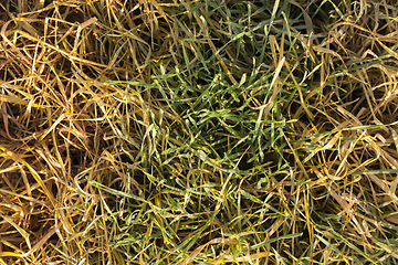 Image showing green and yellow wheat