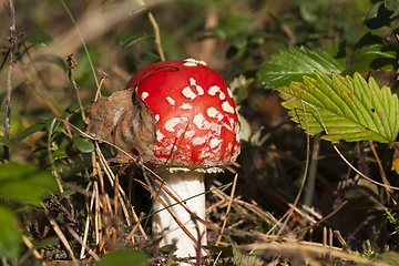 Image showing fly agaric