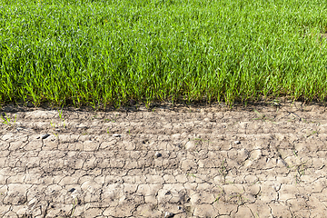 Image showing wheat edge field