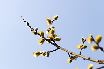 Image showing Blossoming pussy-willow tree