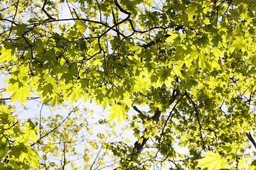 Image showing spring maple