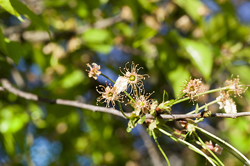 Image showing empty cherry flowers