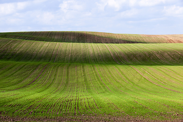 Image showing field wheat