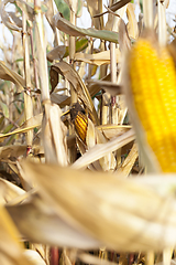 Image showing Mature corn open field