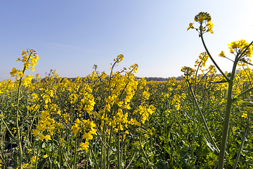 Image showing sunny day