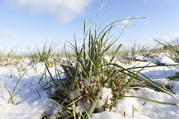 Image showing Green wheat in winter