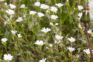 Image showing White flowers