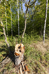 Image showing birch forest summer