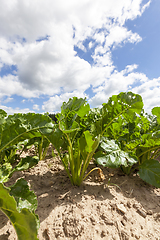 Image showing field of sugar beet